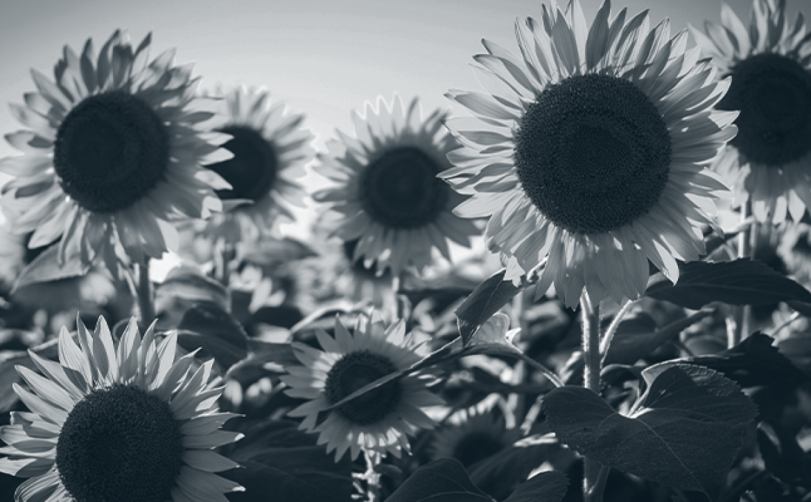 sunflowers