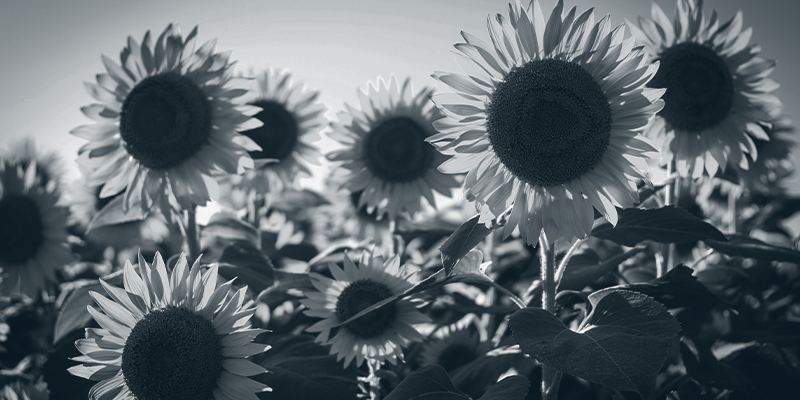 sunflowers