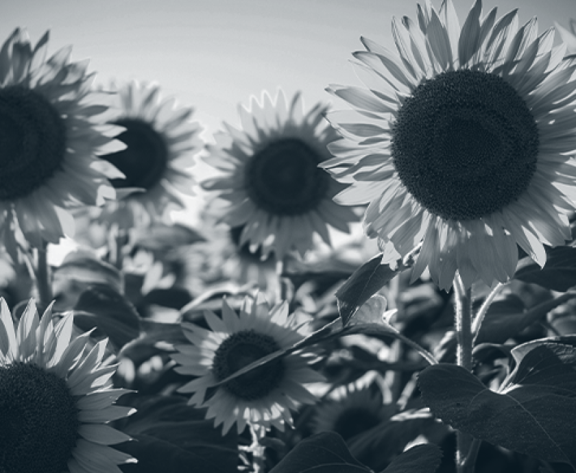 sunflowers